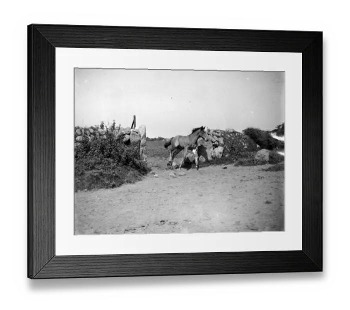 Framed Print : Colt running through an open gate. 1934 Framed Print : Colt running through an open gate. 1934