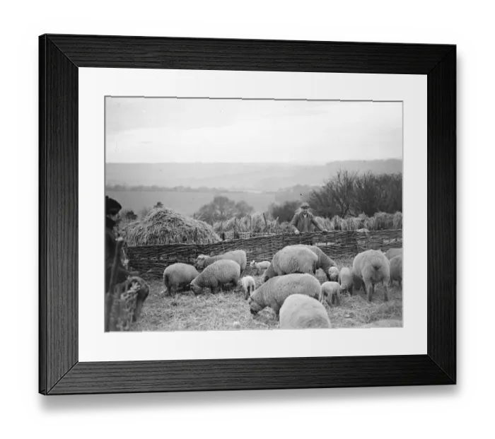 Framed Print : Lambing, Farningham. 1934 Framed Print : Lambing, Farningham. 1934