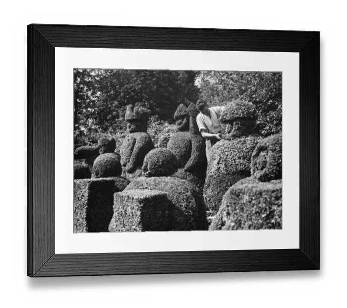 Framed Print : A groundsman trims the topiary figures at Hever Castle. 1938 Framed Print : A groundsman trims the topiary figures at Hever Castle. 1938