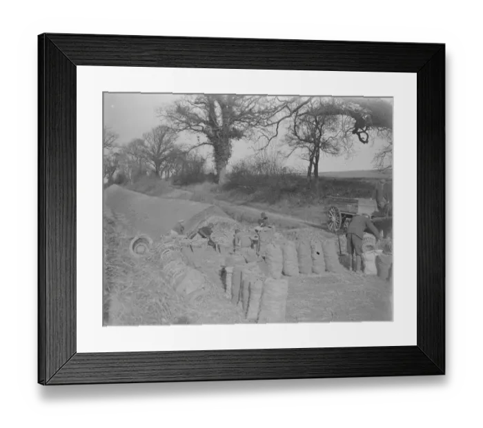 Framed Print : A farmer using sacks for storing his potatoes. 1939 Framed Print : A farmer using sacks for storing his potatoes. 1939