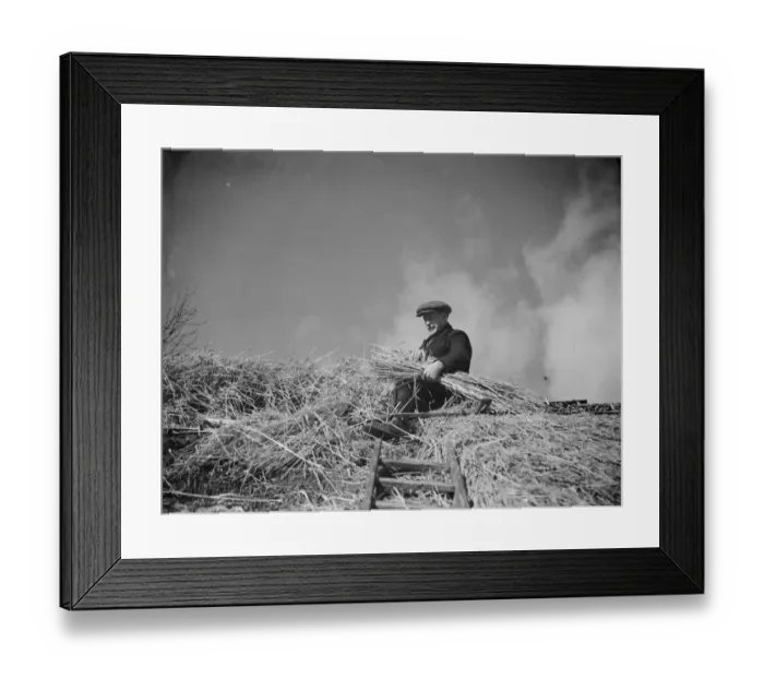 Framed Print : A man with a bundle of thatch in his arms works on the thatching on the roof of a