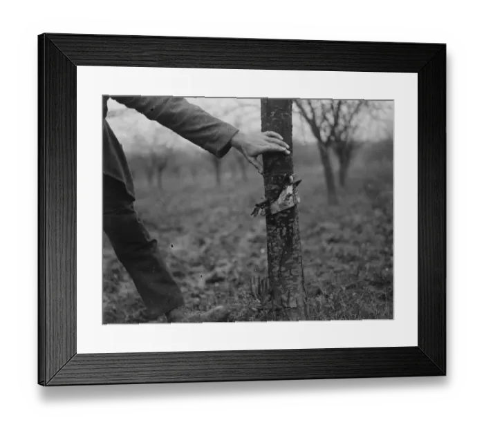 Framed Print : A farm worker applying fruit tree protection. 1939 Framed Print : A farm worker applying fruit tree protection. 1939