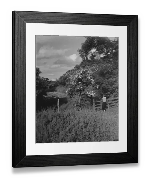 Framed Print : Miss Muriel Haken admiring some wild roses in Sussex. 13 June 1937 Framed Print : Miss Muriel Haken admiring some wild roses in Sussex. 13 June 1937