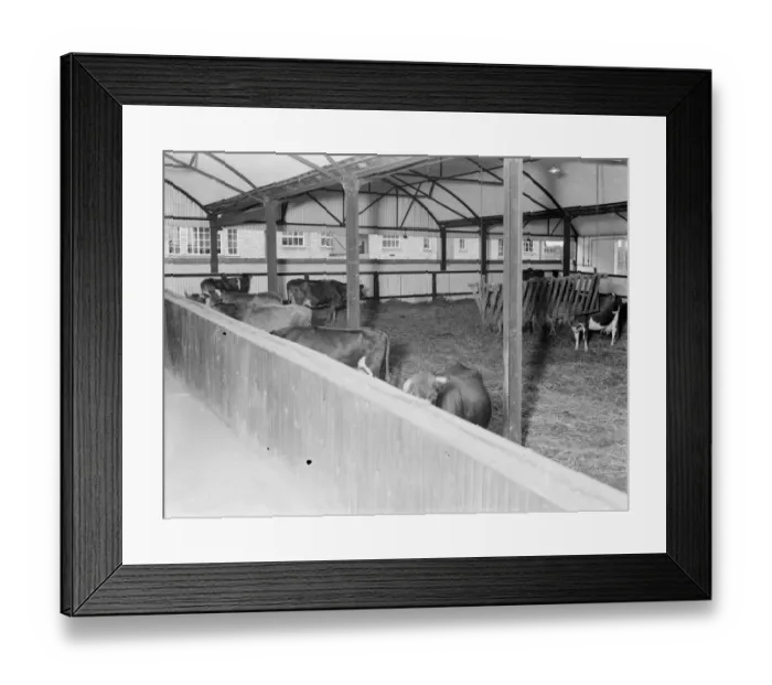Framed Print : Cowshed interior. 1935 Framed Print : Cowshed interior. 1935