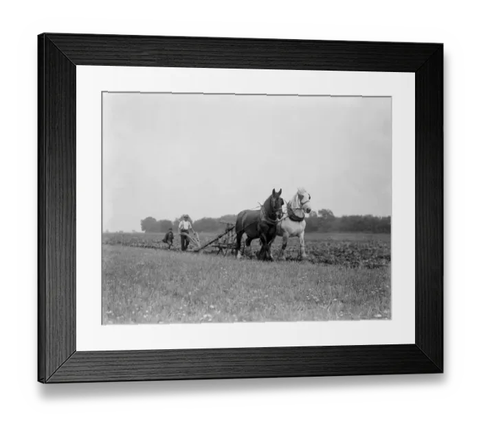 Framed Print : A farmer and his team of horse team plough a field in Kingsdown, Kent. A boy follows Framed Print : A farmer and his team of horse team plough a field in Kingsdown, Kent. A boy follows