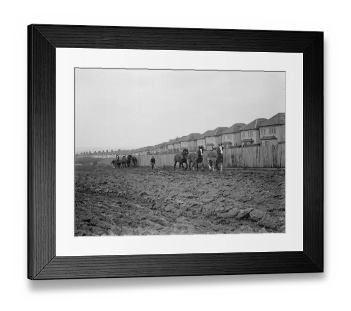 Framed Print : Changing Britain - the suburbs meet the farmland A farmer and his horse team Framed Print : Changing Britain - the suburbs meet the farmland A farmer and his horse team