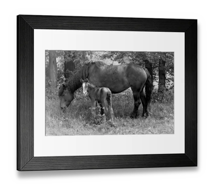 Framed Print : John Topham slide show John Topham presentation Topham lecture New Forest mare Framed Print : John Topham slide show John Topham presentation Topham lecture New Forest mare