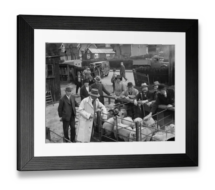 Framed Print : Sheep at Sevenoaks market. 1935 Framed Print : Sheep at Sevenoaks market. 1935