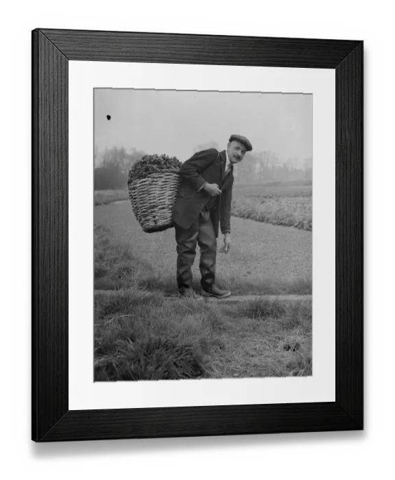 Framed Print : Watercress beds in Footscray cared for Mr Johnstone seen here with a basket load Framed Print : Watercress beds in Footscray cared for Mr Johnstone seen here with a basket load