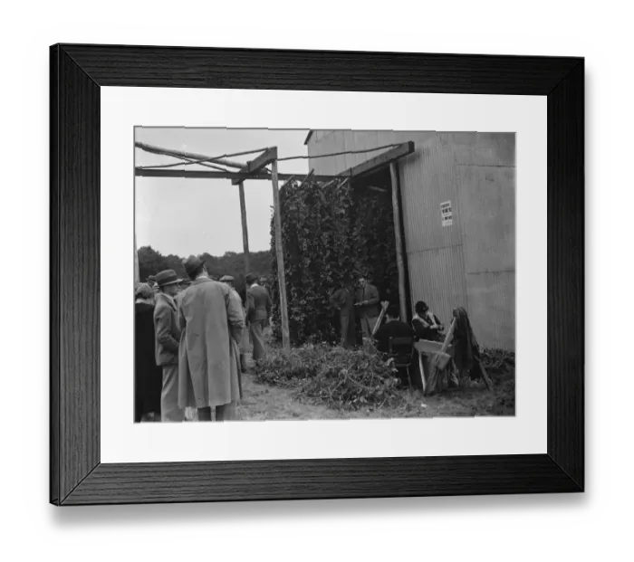 Framed Print : McConnel hinds, hop pickers cleaning bines for the machine. 1937 Framed Print : McConnel hinds, hop pickers cleaning bines for the machine. 1937