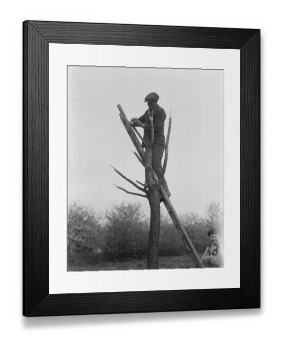 Framed Print : Man crafting cherry trees. 1937