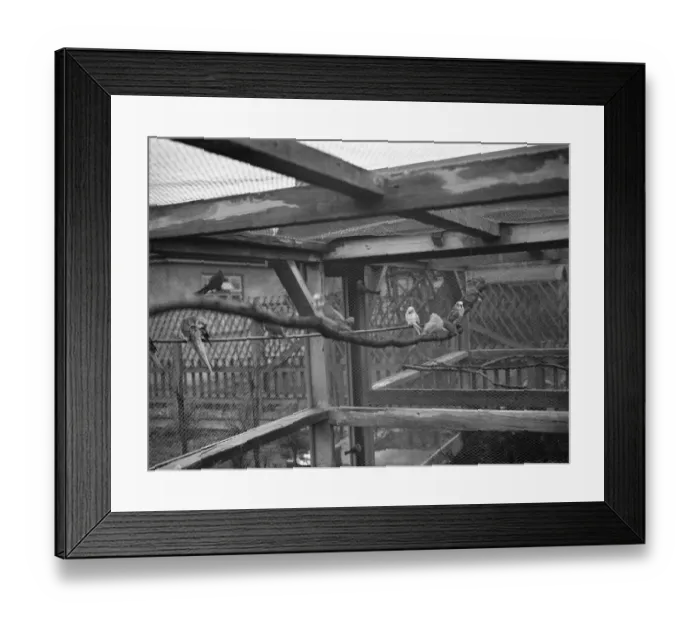 Framed Print : The interior of Mr R G Halls bird aviary at Bexleyheath showing the budgerigars Framed Print : The interior of Mr R G Halls bird aviary at Bexleyheath showing the budgerigars