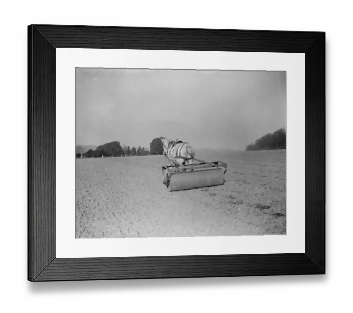 Framed Print : A horse drawn roller rolling in oats in field. 1938 Framed Print : A horse drawn roller rolling in oats in field. 1938
