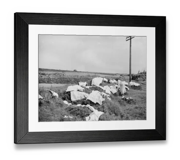 Framed Print : Hanging the washiing out on gorse bushes in St Just, Penrith. 1936