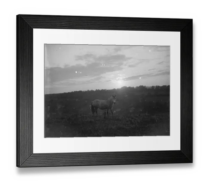 Framed Print : Evening study. Pony on the hillside. 1935 Framed Print : Evening study. Pony on the hillside. 1935