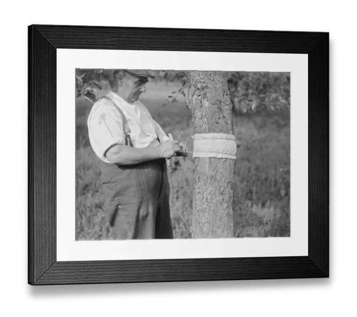 Framed Print : A man is stickybanding a fruit tree to prevent insects from crawling up it Framed Print : A man is stickybanding a fruit tree to prevent insects from crawling up it