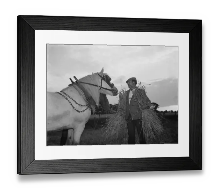 Framed Print : A farmer harvests his fields with his shire horse tethered. 1935 Framed Print : A farmer harvests his fields with his shire horse tethered. 1935