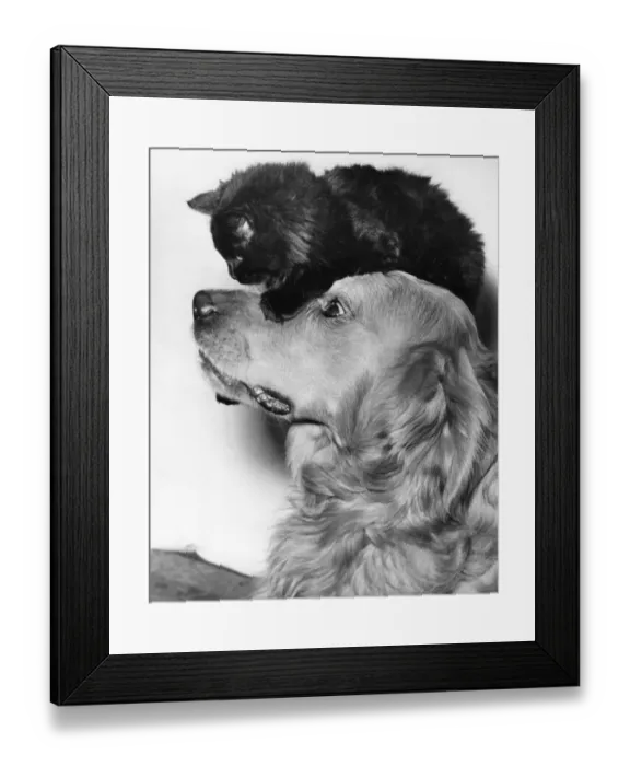 Framed Print : Whisky, a three year old golden retriever is rather worried for Boko, a twelve week Framed Print : Whisky, a three year old golden retriever is rather worried for Boko, a twelve week