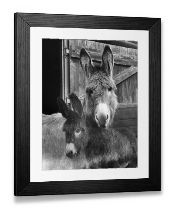 Framed Print : Man Friday Friday is a male foal born to Fanny, his Mother, on Stonehouse Farm Framed Print : Man Friday Friday is a male foal born to Fanny, his Mother, on Stonehouse Farm