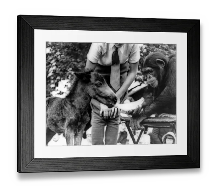 Framed Print : London Zoo Pets Corner Chimp feeding a foal Framed Print : London Zoo Pets Corner Chimp feeding a foal