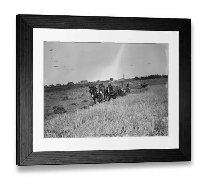 Framed Print : A farmer and his horse tethered to 25 year old McCormick Twine Binder with the Appleby