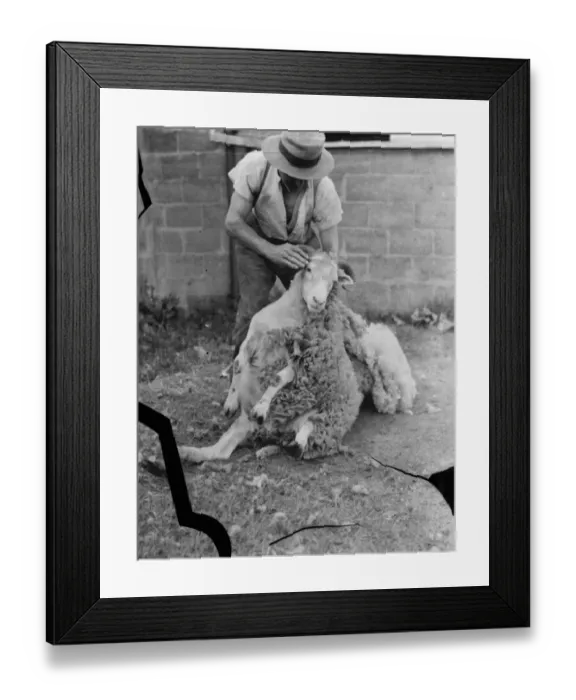 Framed Print : Sheep sheering in Wrotham, Kent. The farmer uses his leg to pin down the ram. 1