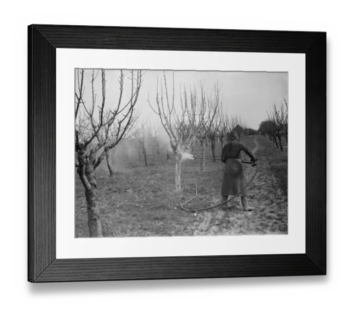Framed Print : Spraying fruit trees against pests at Farningham, Kent. 1938 Framed Print : Spraying fruit trees against pests at Farningham, Kent. 1938