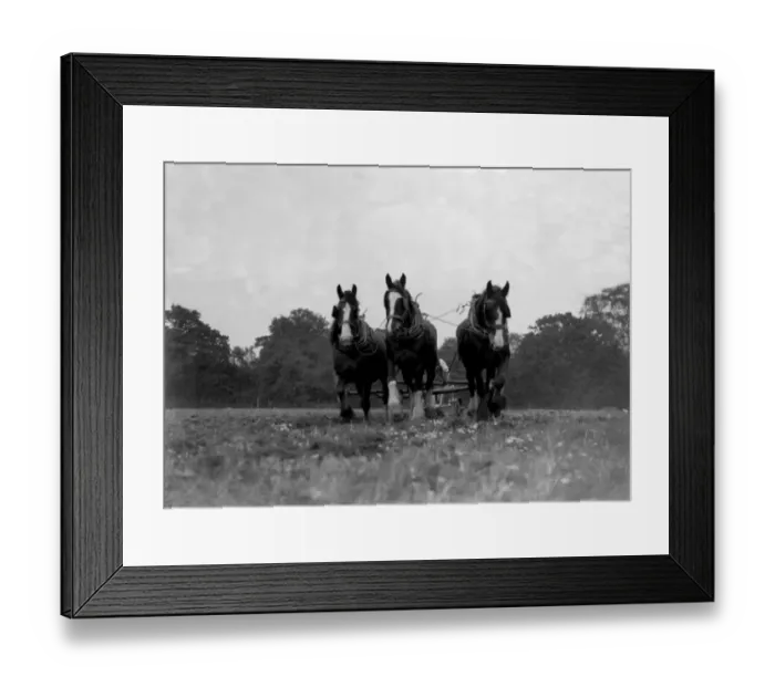 Framed Print : Furrowing. 1933 Framed Print : Furrowing. 1933
