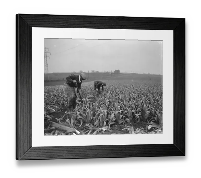 Framed Print : Cutting leeks down in Dartford marshes. 1939