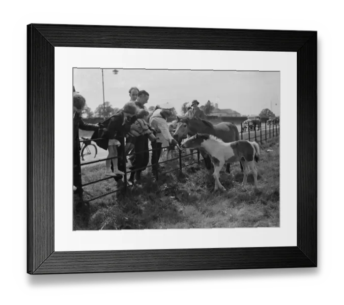 Framed Print : A group feeds a mare and colt in a field by the side of a road in Eltham, Kent. 1938