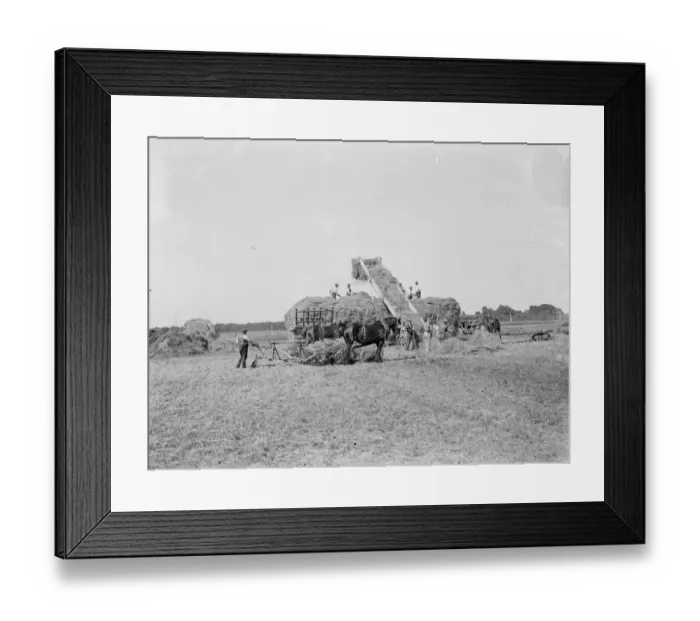 Framed Print : Farm workers in Farningham with his horse team collect hay. 1935