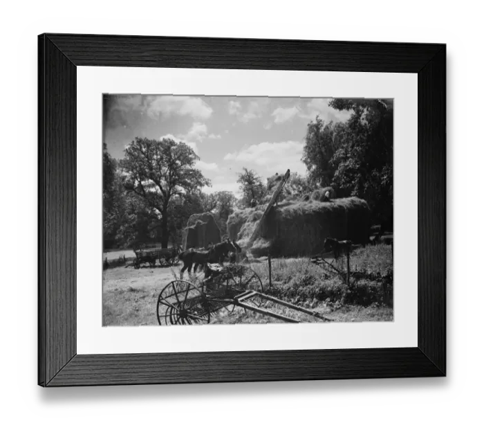 Framed Print : Hay making on the farm at Foots Cray, Kent. 1935