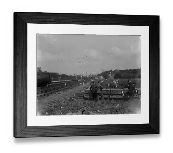 Framed Print : Pigeons are released at the start of their race home. 1935 Framed Print : Pigeons are released at the start of their race home. 1935