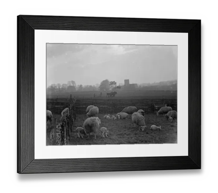 Framed Print : The early lambing season brings a lovely sight at Horton Kirby in Kent. 1936 Framed Print : The early lambing season brings a lovely sight at Horton Kirby in Kent. 1936