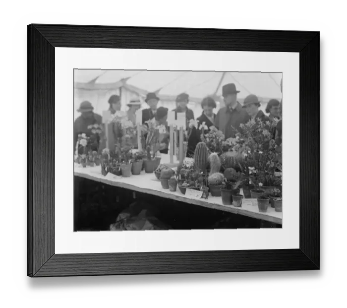 Framed Print : The Petts Wood fete flower show in Kent. 1936