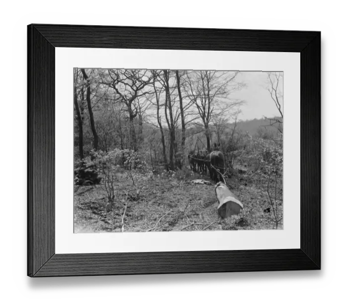 Framed Print : Tree felling at Stockbury, Kent. 1937 Framed Print : Tree felling at Stockbury, Kent. 1937
