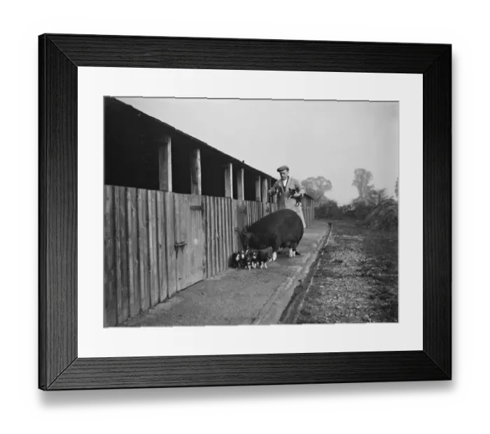 Framed Print : A Berkshire Sow with her litter of piglets. 1937