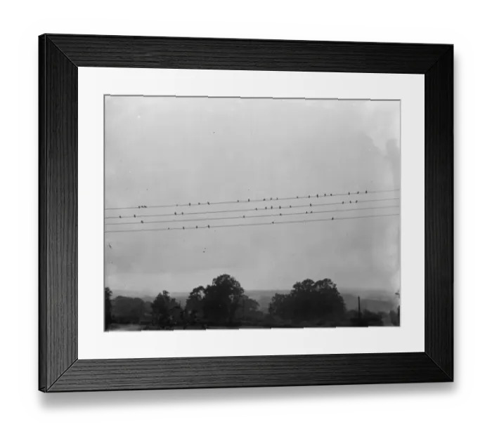 Framed Print : A flock of birds perched on some telephone wires. 1936