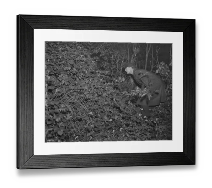 Framed Print : Police search the undergrowth for the lost child in Northcray, Kent Framed Print : Police search the undergrowth for the lost child in Northcray, Kent