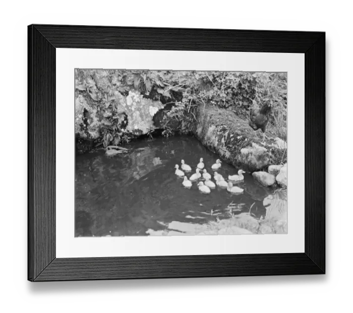 Framed Print : Duckilings having a swim watched over by a chicken Framed Print : Duckilings having a swim watched over by a chicken