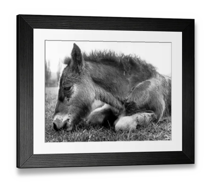 Framed Print : Foal