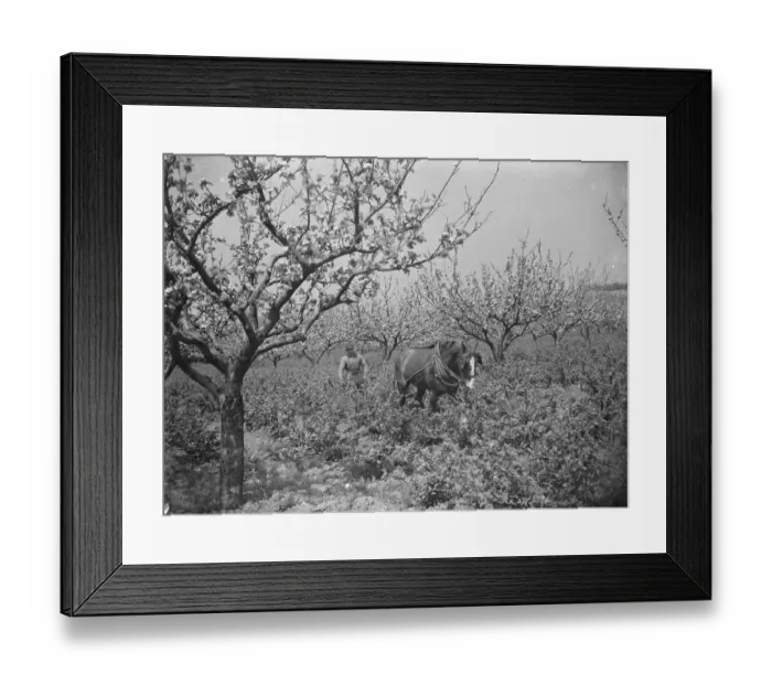 Framed Print : A farmer and his horse tilling between the gooseberry bushes next to the apple blossom Framed Print : A farmer and his horse tilling between the gooseberry bushes next to the apple blossom