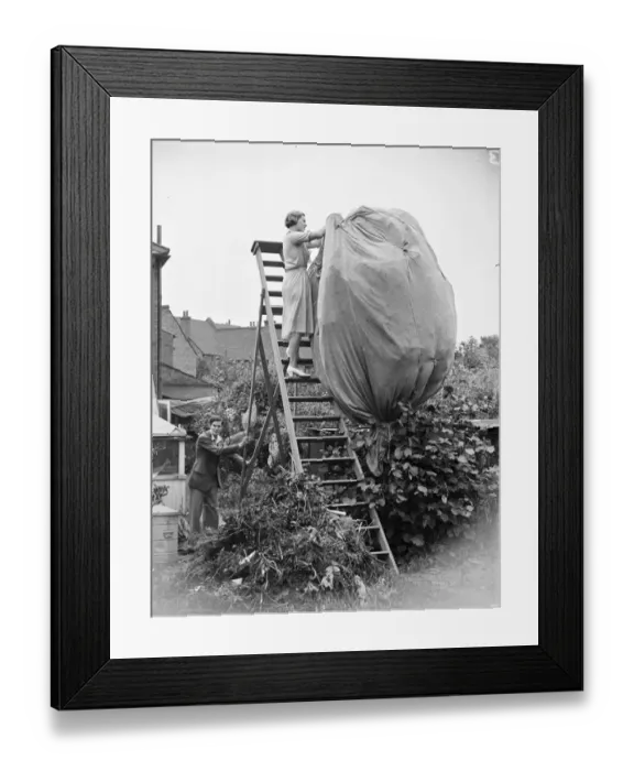 Framed Print : A butterfly farm at Bexley. A woman catching butterflies with a huge net on top of Framed Print : A butterfly farm at Bexley. A woman catching butterflies with a huge net on top of