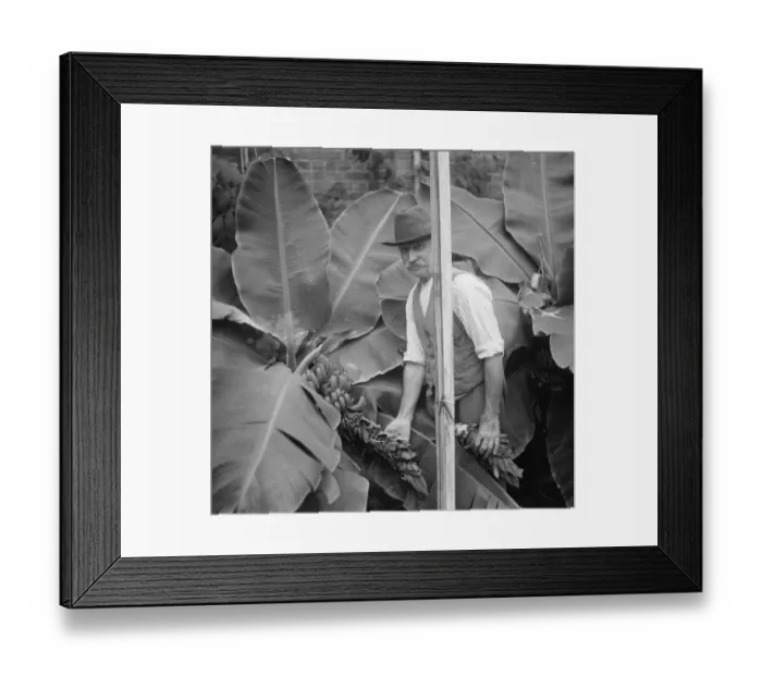 Framed Print : Banana plants being cared for in Crockenhill, Kent. 1936