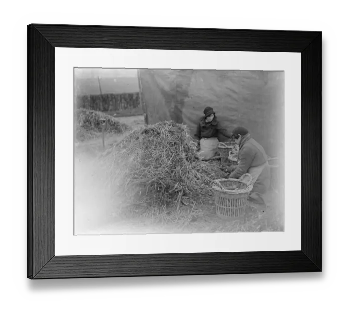 Framed Print : Sorting potatoes. 1935 Framed Print : Sorting potatoes. 1935