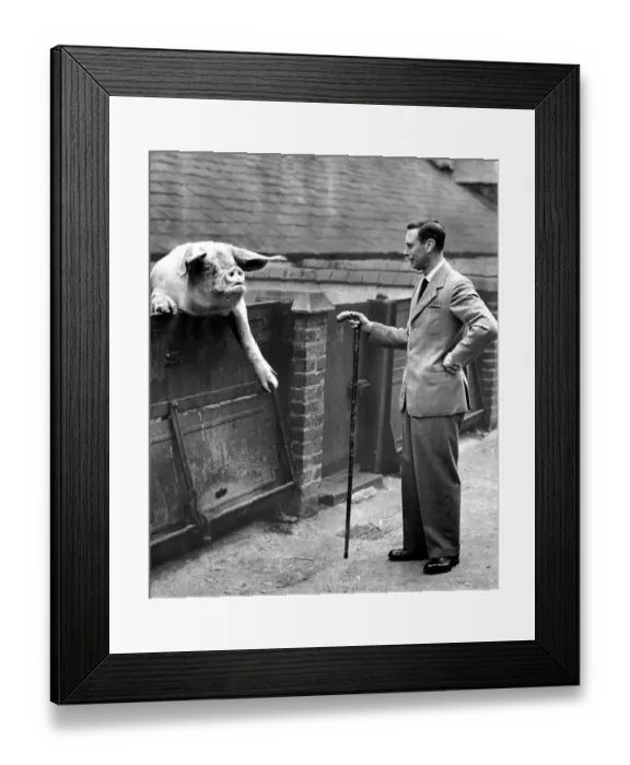 Framed Print : King George VI poses with a large pig, helping to promote the use of swill made Framed Print : King George VI poses with a large pig, helping to promote the use of swill made