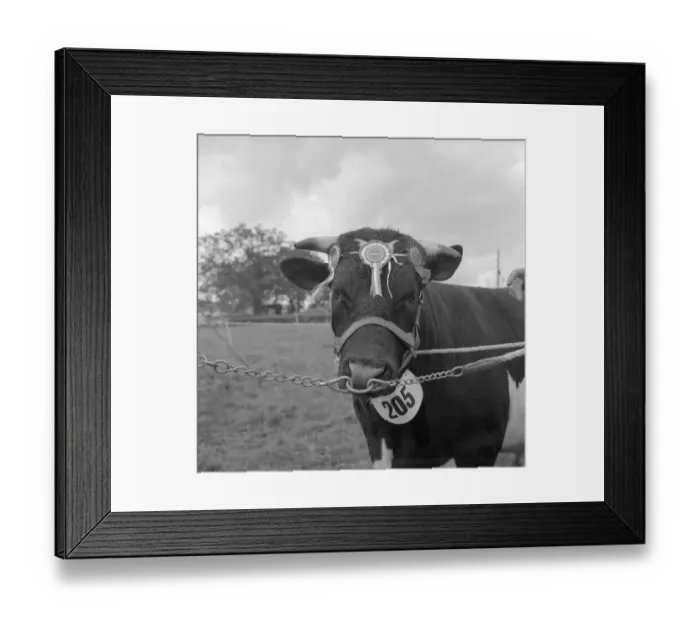 Framed Print : The Edenbridge and Oxted Show - 2 August 1960 Supreme Champion Fresian - R. Sternburg s Framed Print : The Edenbridge and Oxted Show - 2 August 1960 Supreme Champion Fresian - R. Sternburg s