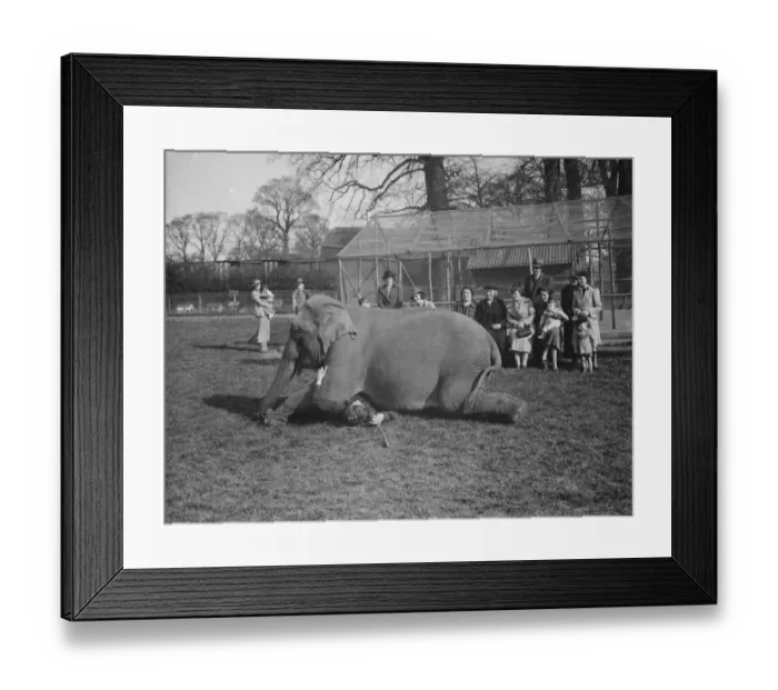 Framed Print : Elephant training, trainer underneath elephant, Maidstone. Kent. 31 March 1938