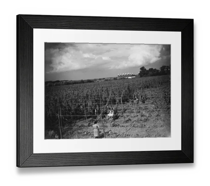 Framed Print : A view over hop fields showing the hop pickers and the oast houses in the distance Framed Print : A view over hop fields showing the hop pickers and the oast houses in the distance