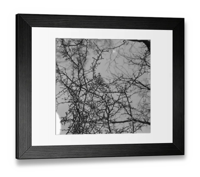 Framed Print : Hawthorn blossom. 1939 Framed Print : Hawthorn blossom. 1939
